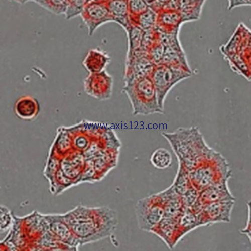 Antibody Internalization