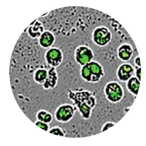 Phagocytosis