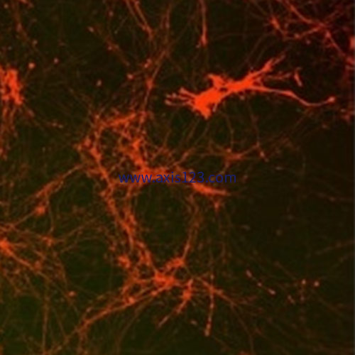 Neurite Dynamics-Monoculture&Coculture Product